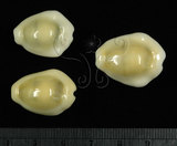 中文名:黃寶螺(003765-00044)學名:Cypraea moneta Linnaeus, 1758(003765-00044)