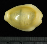 中文名:黃寶螺(004611-00084)學名:Cypraea moneta Linnaeus, 1758(004611-00084)