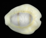 中文名:黃寶螺(004656-00005)學名:Cypraea moneta Linnaeus, 1758(004656-00005)