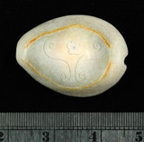 中文名:黃寶螺(004656-00025)學名:Cypraea moneta Linnaeus, 1758(004656-00025)