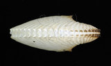 中文名:扁船蛸(002353-00136)學名:Argonauta argo Linnaeus, 1758(002353-00136)