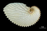 中文名:扁船蛸(002353-00136)學名:Argonauta argo Linnaeus, 1758(002353-00136)