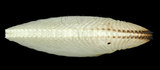 中文名:扁船蛸(002353-00137)學名:Argonauta argo Linnaeus, 1758(002353-00137)