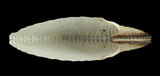 中文名:扁船蛸(002353-00137)學名:Argonauta argo Linnaeus, 1758(002353-00137)