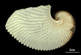 中文名:扁船蛸(002655-00013)學名:Argonauta argo Linnaeus, 1758(002655-00013)
