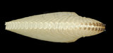 中文名:扁船蛸(002964-00133)學名:Argonauta argo Linnaeus, 1758(002964-00133)