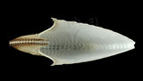 中文名:扁船蛸(005300-00001)學名:Argonauta argo Linnaeus, 1758(005300-00001)