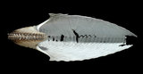 中文名:扁船蛸(005452-00005)學名:Argonauta argo Linnaeus, 1758(005452-00005)