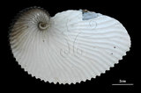 中文名:扁船蛸(005453-00002)學名:Argonauta argo Linnaeus, 1758(005453-00002)
