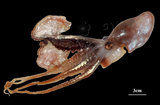 中文名:扁船蛸(005453-00002)學名:Argonauta argo Linnaeus, 1758(005453-00002)
