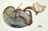 中文名:扁船蛸(005453-00003)學名:Argonauta argo Linnaeus, 1758(005453-00003)