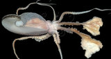 中文名:扁船蛸(005453-00004)學名:Argonauta argo Linnaeus, 1758(005453-00004)