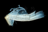 中文名:扁船蛸(005453-00006)學名:Argonauta argo Linnaeus, 1758(005453-00006)