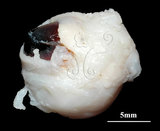 中文名:扁船蛸(005453-00006)學名:Argonauta argo Linnaeus, 1758(005453-00006)