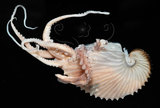 中文名:扁船蛸(005756-00002)學名:Argonauta argo Linnaeus, 1758(005756-00002)