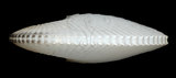 中文名:扁船蛸(005756-00004)學名:Argonauta argo Linnaeus, 1758(005756-00004)
