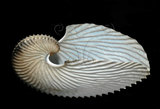中文名:扁船蛸(005756-00004)學名:Argonauta argo Linnaeus, 1758(005756-00004)