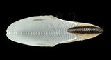 中文名:扁船蛸(005756-00006)學名:Argonauta argo Linnaeus, 1758(005756-00006)