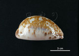 中文名:地圖寶螺(005814-00002)學名:Cypraea mappa Linnaeus, 1758(005814-00002)