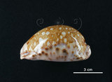 中文名:地圖寶螺(005814-00002)學名:Cypraea mappa Linnaeus, 1758(005814-00002)