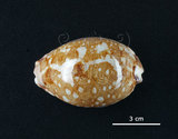 中文名:地圖寶螺(005814-00002)學名:Cypraea mappa Linnaeus, 1758(005814-00002)