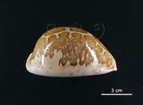 中文名:地圖寶螺(005814-00007)學名:Cypraea mappa Linnaeus, 1758(005814-00007)