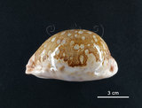 中文名:地圖寶螺(005814-00007)學名:Cypraea mappa Linnaeus, 1758(005814-00007)