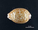 中文名:地圖寶螺(005814-00007)學名:Cypraea mappa Linnaeus, 1758(005814-00007)