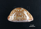 中文名:地圖寶螺(006146-00001)學名:Cypraea mappa Linnaeus, 1758(006146-00001)