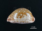 中文名:地圖寶螺(006146-00001)學名:Cypraea mappa Linnaeus, 1758(006146-00001)