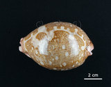 中文名:地圖寶螺(006146-00001)學名:Cypraea mappa Linnaeus, 1758(006146-00001)