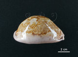 中文名:地圖寶螺(006146-00002)學名:Cypraea mappa Linnaeus, 1758(006146-00002)