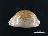 中文名:地圖寶螺(006146-00002)學名:Cypraea mappa Linnaeus, 1758(006146-00002)