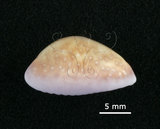 中文名:紫花寶螺(005848-00025)學名:Cypraea poraria Linnaeus, 1758(005848-00025)