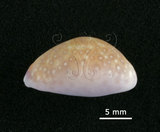 中文名:紫花寶螺(005848-00025)學名:Cypraea poraria Linnaeus, 1758(005848-00025)