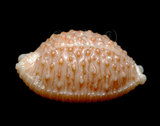 中文名:疙瘩寶螺(疣寶螺)(005750-00026)學名:Cypraea nucleus Linnaeus, 1758(005750-00026)
