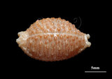 中文名:疙瘩寶螺(疣寶螺)(005750-00026)學名:Cypraea nucleus Linnaeus, 1758(005750-00026)