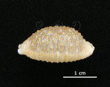 中文名:疙瘩寶螺(疣寶螺)(005847-00010)學名:Cypraea nucleus Linnaeus, 1758(005847-00010)