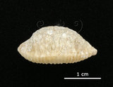 中文名:疙瘩寶螺(疣寶螺)(006146-00026)學名:Cypraea nucleus Linnaeus, 1758(006146-00026)