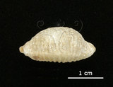 中文名:疙瘩寶螺(疣寶螺)(006146-00026)學名:Cypraea nucleus Linnaeus, 1758(006146-00026)