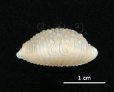 中文名:疙瘩寶螺(疣寶螺)(006146-00027)學名:Cypraea nucleus Linnaeus, 1758(006146-00027)