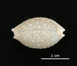 中文名:疙瘩寶螺(疣寶螺)(006146-00027)學名:Cypraea nucleus Linnaeus, 1758(006146-00027)