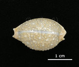 中文名:疙瘩寶螺(疣寶螺)(006146-00028)學名:Cypraea nucleus Linnaeus, 1758(006146-00028)