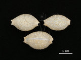 中文名:疙瘩寶螺(疣寶螺)(006146-00028)學名:Cypraea nucleus Linnaeus, 1758(006146-00028)