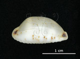 中文名:大熊寶螺(005814-00078)學名:Cypraea hirundo Linnaeus, 1758(005814-00078)