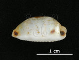 中文名:大熊寶螺(005848-00026)學名:Cypraea hirundo Linnaeus, 1758(005848-00026)