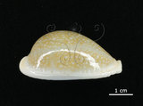 中文名:初雪寶螺(005814-00040)學名:Cypraea miliaris Gmelin, 1791(005814-00040)