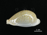 中文名:初雪寶螺(005814-00040)學名:Cypraea miliaris Gmelin, 1791(005814-00040)