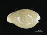 中文名:初雪寶螺(005814-00040)學名:Cypraea miliaris Gmelin, 1791(005814-00040)