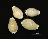 中文名:初雪寶螺(005814-00040)學名:Cypraea miliaris Gmelin, 1791(005814-00040)